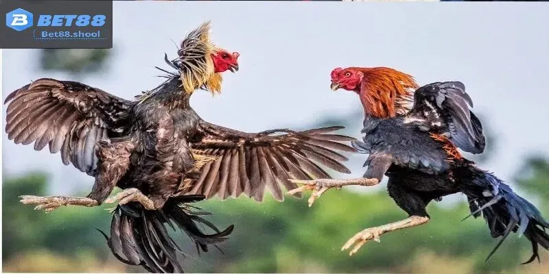 Cách chơi và các loại cược trong Đá gà Bet88